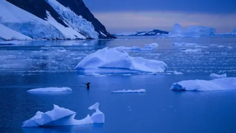 Victoria Gill Sea ice and a whale in the waters around the coast of the Antarctic Peninsula  