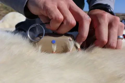 Tyler Ross A researcher fits a fur tag to a sedated polar bear