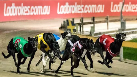 Getty Images Greyhound racing