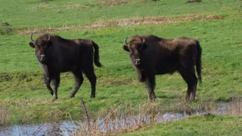 Kent Wildlife Trust Two large bison stand by water on grass