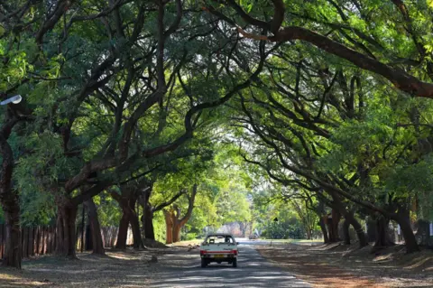 HAKAN NURAL/GETTY IMAGES A car drives down a street that is sheltered by large and verdant trees.