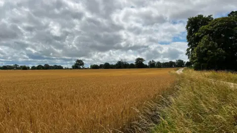 Wheat field