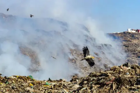 AFP A migratory Egyptian Vulture hovers over Pirana landfill on the outskirts of Ahmedabad on February 20, 2023. 