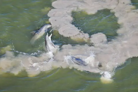 Mark Ian Cook A bottlenose dolphin grabbing a mullet from the air during ‘mud-ring feeding’ in Florida Bay, US