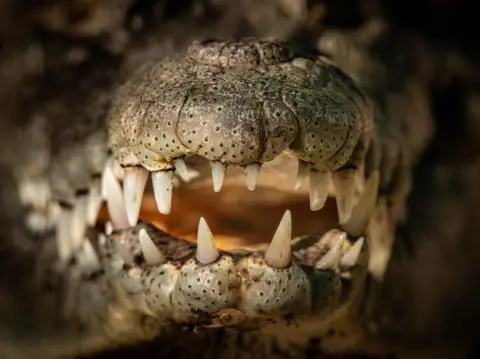 Javier Orozco A crocodile at El Cora Crocodile Sanctuary in Bucerias in the State of Nayarit, Mexico