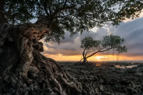 Vladimir Borzykin Picturesque mangrove trees during a sunset on the Andaman Islands archipelago