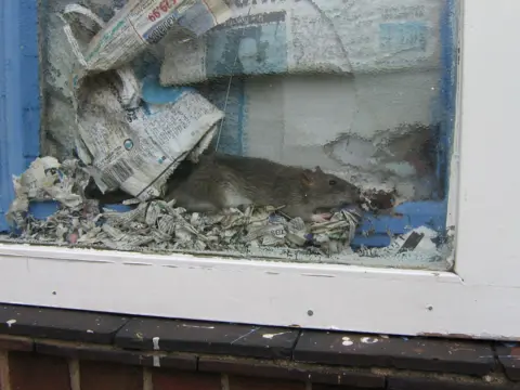 Local Democracy Reporting Service/ Walsall Council A rat can be seen amongst shredded newspaper in a window