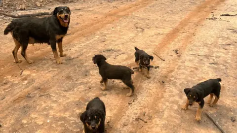 Butte County Sheriff's Office via Facebook The area where Trevor Skaggs found the dogs