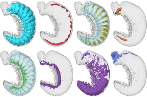 Martin R Smith/Emma J Long Cross sections showing x-rays of the prehistoric insect 