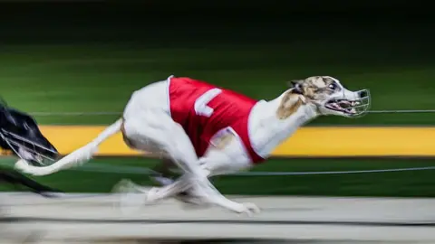 Getty Images A greyhound mid-race