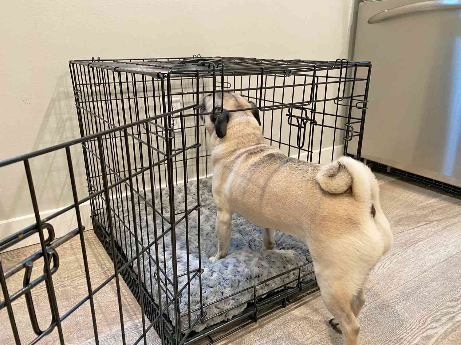 A dog walks halfway into a crate with the MidWest Homes for Pets QuietTime Crate Bed inside.