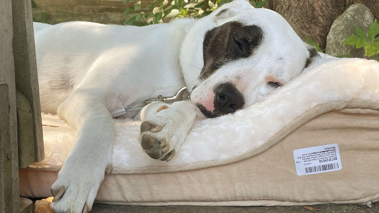 A dog lying down on the FurHaven Pet Orthopedic Ultra Plush Lounger