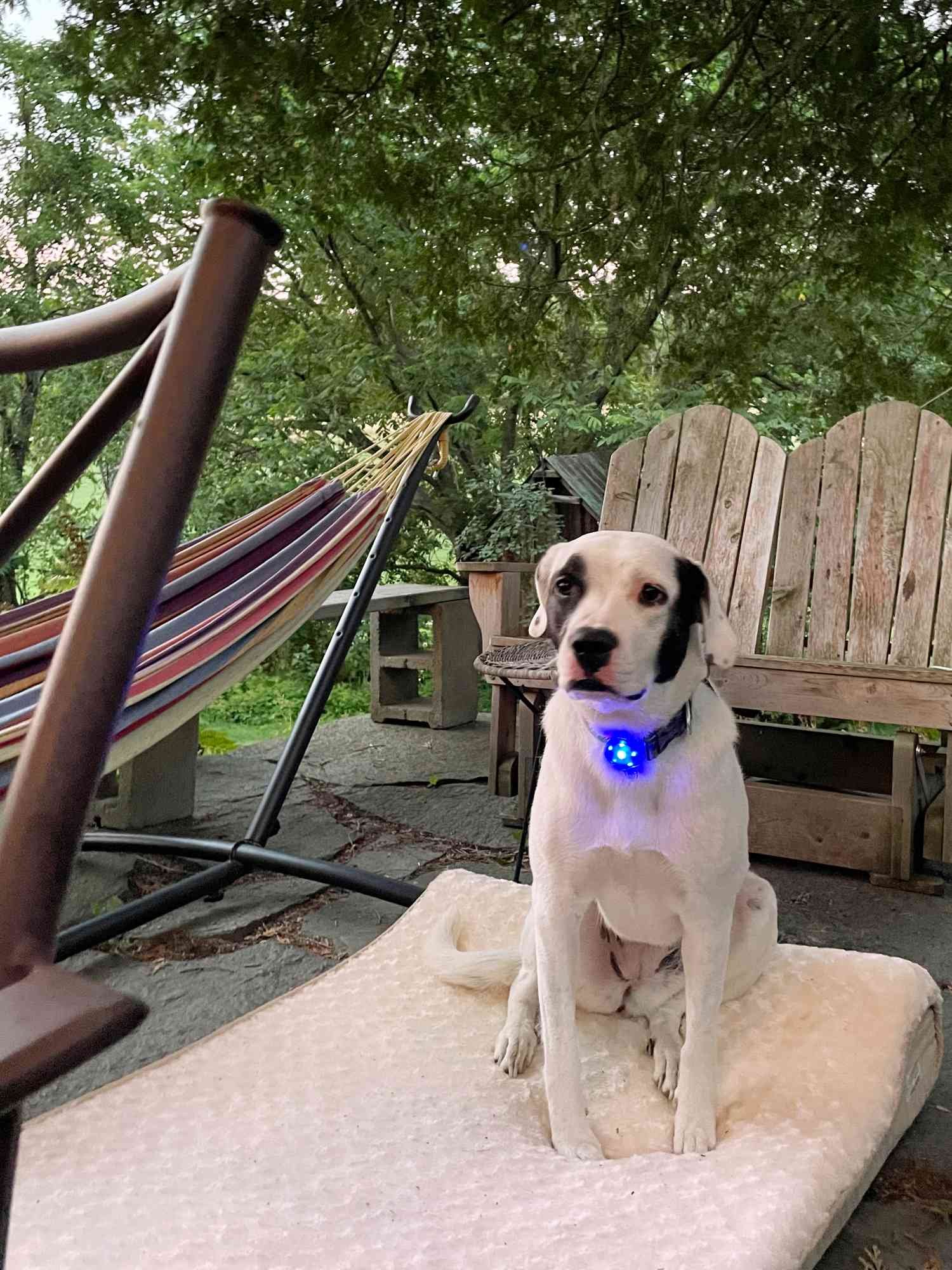 A dog sitting on the FurHaven Pet Orthopedic Ultra Plush Lounger