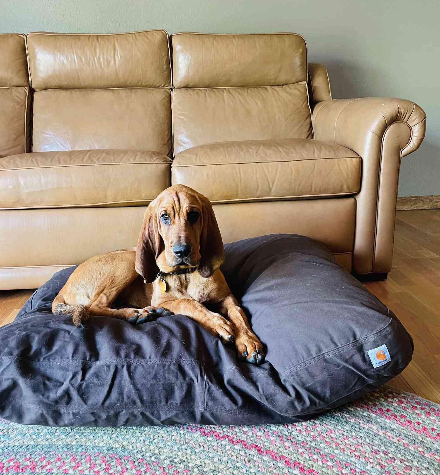 A dog laying on the Carhartt Durable Canvas Dog Bed