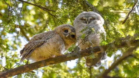 Sasha Jumanca Two owls on a branch