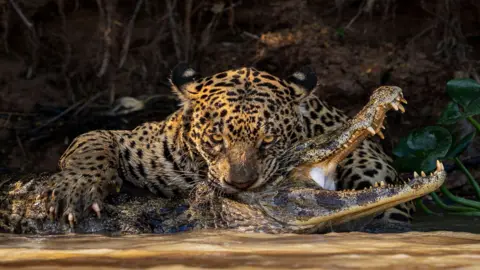 Ian Ford jaguar biting caiman in water