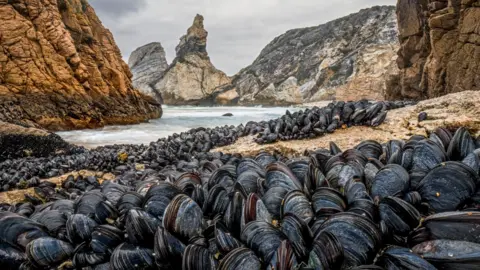 Theo Bosboom Mussels that have binded themselves to rocks or other mussels on the ocean floor.