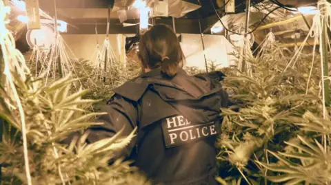 BBC Cannabis raid