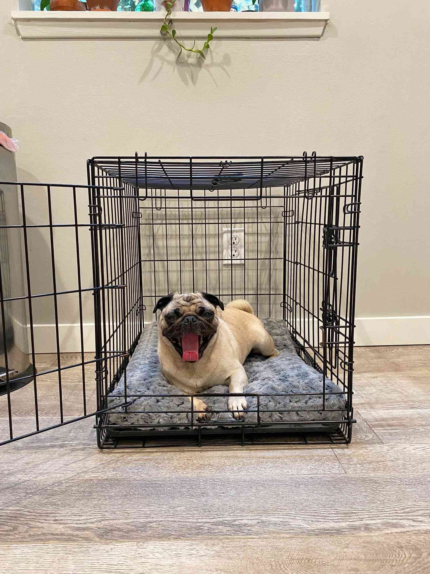 A dog lays on in the MidWest Homes for Pets QuietTime Crate Bed.