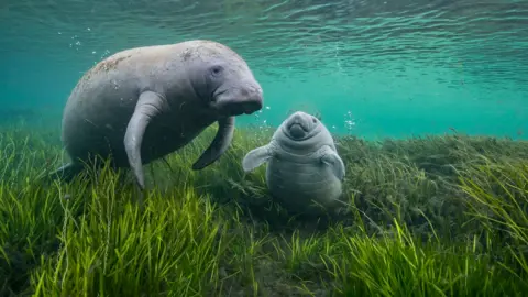 Jason Gulley a manatee and a calf adrift among eelgrass. 