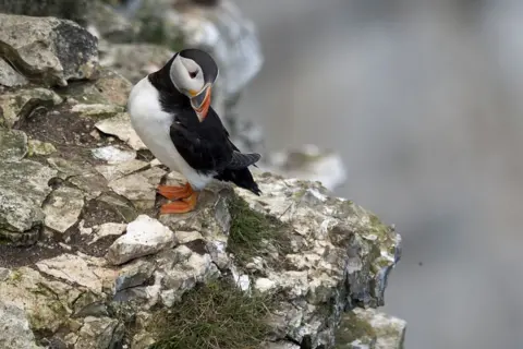 Getty Images Puffins are threatened by predators eating their eggs and chicks and a loss of food made worse by overfishing