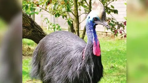 Birdland A close-up of a full-sized cassowary standing at about two metres high. It has a blue head and a pink wattle, and black feathers. 