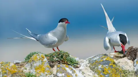 Getty Images A pair of Arctic terns on a wall in Northumberland